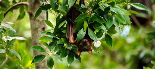 Flying Fox Bat during the day time.