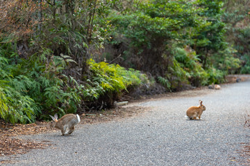 Cute wild rabbits on the road in Okunoshima Island, as known as the 