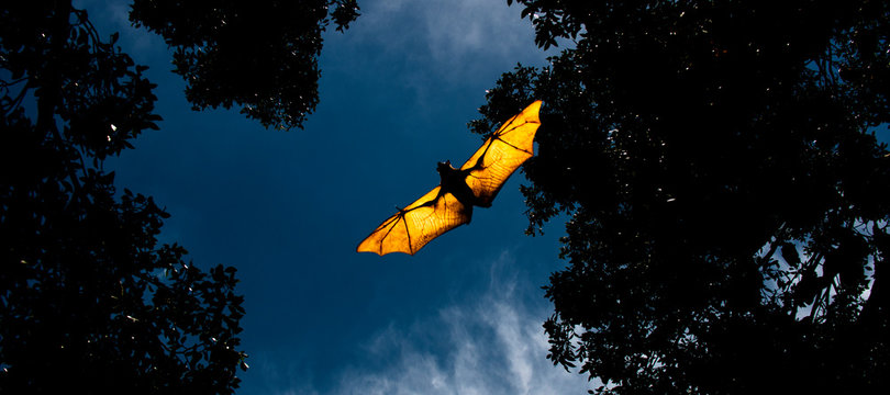 Flying Fox Bat during the day time.