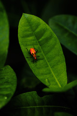 bug on a leaf