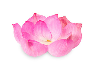Obraz na płótnie Canvas beautiful pink petal lotus flower.
