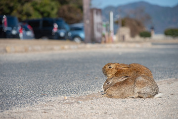 Cute wild rabbits on the road in Okunoshima Island, as known as the " Rabbit Island ". Numerous feral rabbits that roam the island, they are rather tame and will approach humans. Hiroshima, Japan.