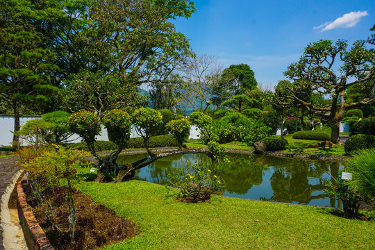 japan or japanese garden style with bonsai tree with green grass and small pool or lake with white wall on background - photo