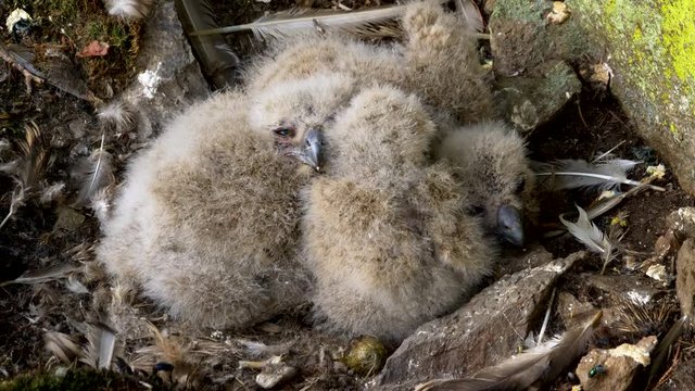 Eurasian eagle-owl nestlings