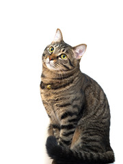 キジトラ猫