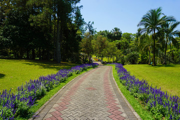 a road with pathway with lavender on side with green grass on the park with big tree - photo