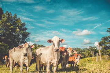 Beau bétail debout dans un champ vert à la ferme