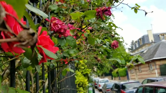 Roses blowing in the wind in a small french neighborhood in paris