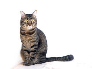 キジトラ猫