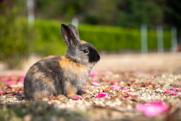 Close up black brown rabbit baby in sunny day on Okunoshima, as known as the Rabbit Island. Numerous feral rabbits that roam the island, they are rather tame and will approach humans. Hiroshima, Japan