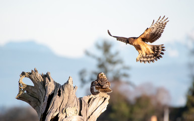 Short-eared Owl & Northern Harrier