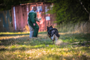 Police K9 training with a bite decoy