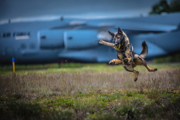 Police K9 training on a military base