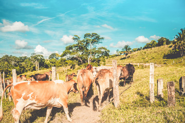 gathering the cattle on small farm 