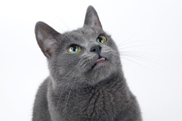 studio portrait of a beautiful grey cat on white background
