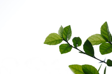 Fototapeta na wymiar Leaf green isolated.