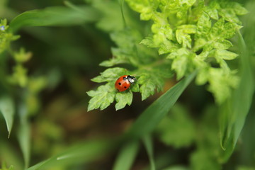 Ladybug by Skip Weeks