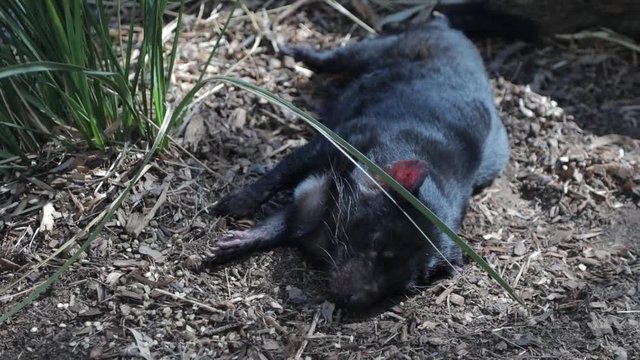 A tasmanian devil sleeping in the afternoon sun near tall grass. Small black carnivore is an endangered species and protected by law.