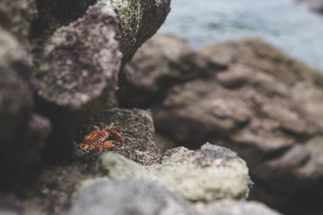 tiny crab baby under rocks on beach