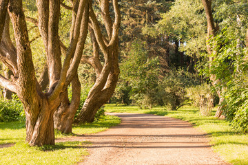 Trees in the city Park in the summer afternoon bathed in sunlight trimmed green grass on the lawn trees and pine trees on the desktop