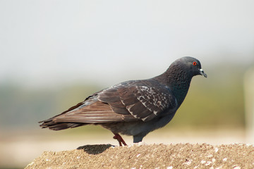 pigeon walking over the roof