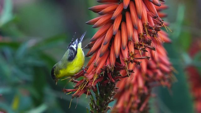 golden finch eating aloe flower