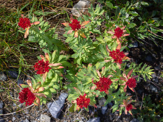 Alpine flower Rhodiola Rosea(Rose Root ) at the end of flowering, Aosta valley, Italy. Top view. Photo taken at an altitude of 2300 meters.