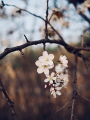 한국의 벚꽃풍경 