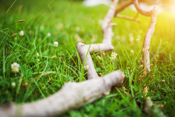 Closeup of White dandelions in spring on the ground with green field background.