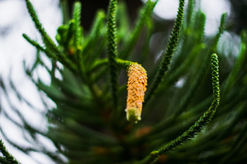 Beautiful closeup branch of spruce tree Christmas tree bokeh background.