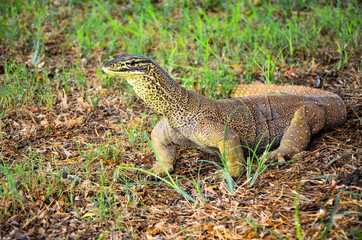 A Bungarra lizard in Outback Australia