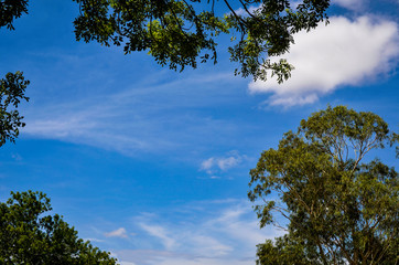 A view of the bright blue sky through the trees