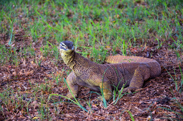 A Bungarra lizard in Outback Australia