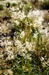 Seedheads on the grassland of Outback Australia during the Wet