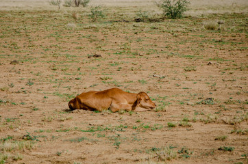 A calf lies on the dty dirt in Outback Australia
