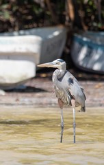 Great Blue Heron in Mexican Lagoon by Boats, standing in water