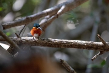 Pygmy Kingfisher on a mangrove root
