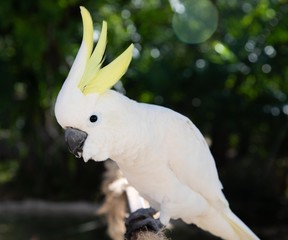 Cockatoo with it's yellow crest up