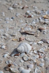 Shells on a beach in Mexico