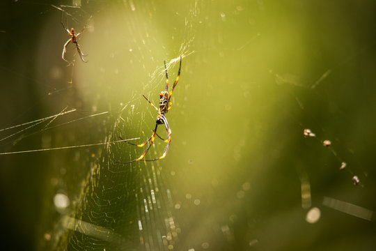 Golden Orb Spider resting on its web during the daytime.