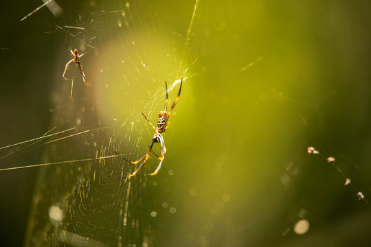 Golden Orb Spider resting on its web during the daytime.