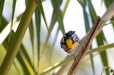 Warbler in palm tree