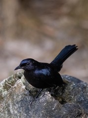 Black cowbird