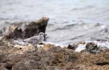 Seagull on ocean rocks
