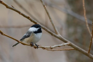 Chickadee winter