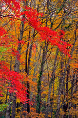 Smoky Mountains in fall colors.