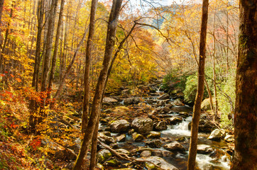 Fototapeta premium Stream in the Smokies in golden colors of fall.