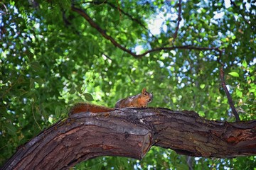Fototapeta premium Fox squirrel (Sciurus niger) along the Jordan River Trail in Salt Lake City, Utah, also known as the eastern fox squirrel or Bryant's fox squirrel, the largest species of tree squirrel native to North