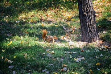 Fox squirrel (Sciurus niger) along the Jordan River Trail in Salt Lake City, Utah, also known as the eastern fox squirrel or Bryant's fox squirrel, the largest species of tree squirrel native to North