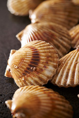 Fresh scallops background 